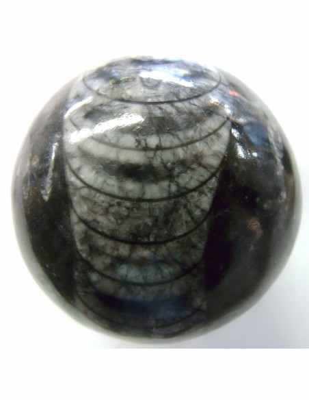 Sphere Orthoceras fossile