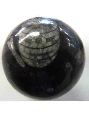 Sphere Orthoceras fossile