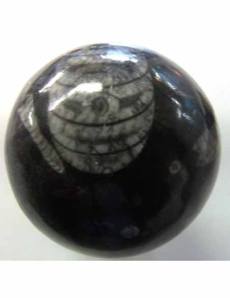 Sphere Orthoceras fossile