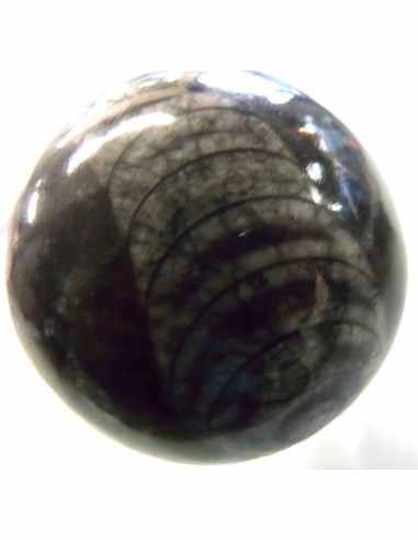 Sphere Orthoceras fossile