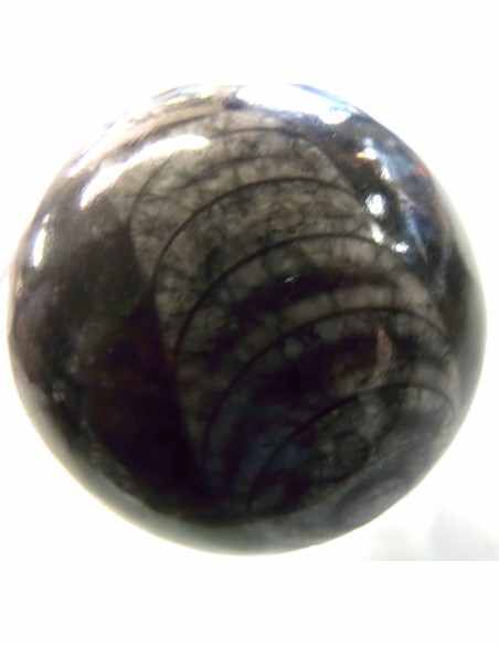 Sphere Orthoceras fossile