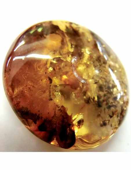 Spectaculaire Ambre en donuts Spectaculaire Ambre en donuts