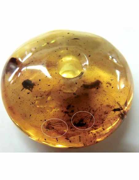 Donuts Ambre 40mm