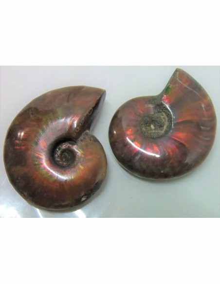 Ammonites rouge opalise