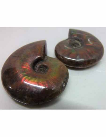 Ammonites rouge opalise
