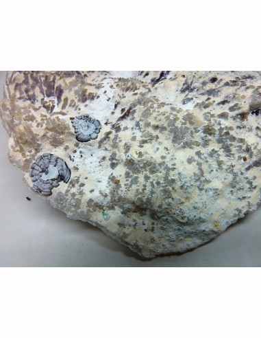 Amethyste aile d ange