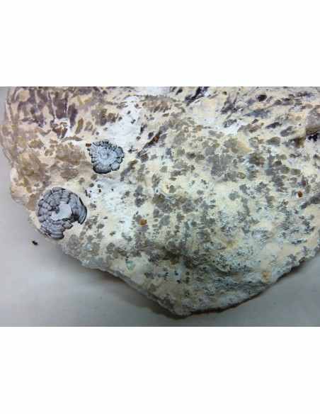 Amethyste aile d ange