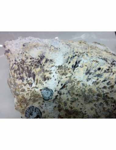 Amethyste aile d ange