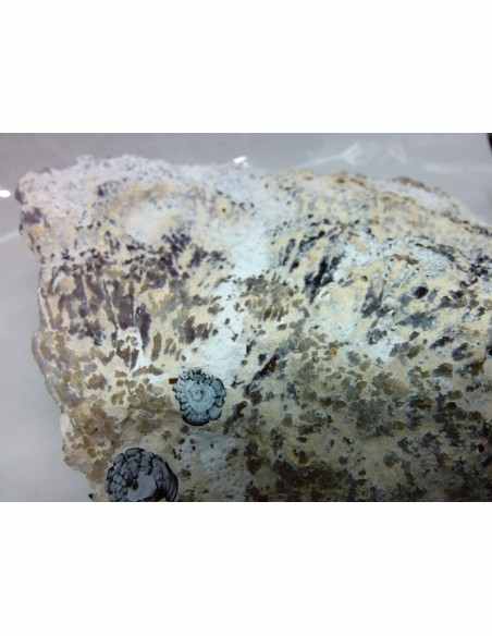 Amethyste aile d ange