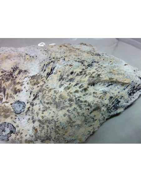 Amethyste aile d ange