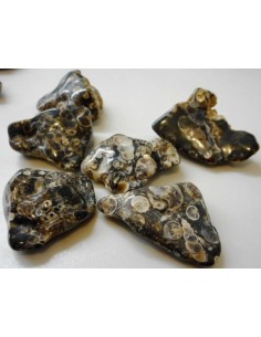 Agate aux turitelles polis 2