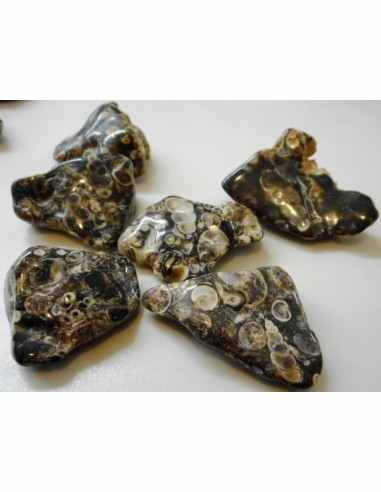 Agate aux turitelles polis