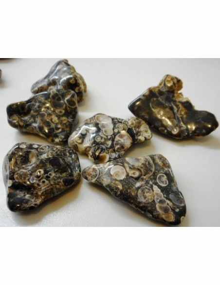 Agate aux turitelles polis Agate aux turitelles polis