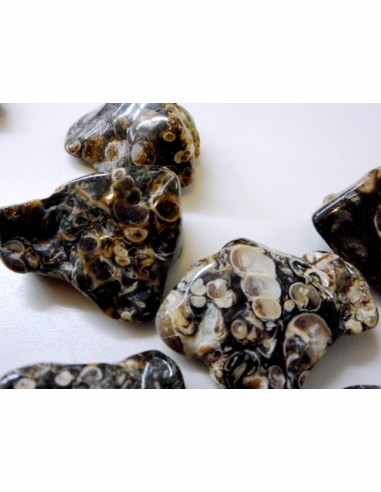 Agate aux turitelles polis