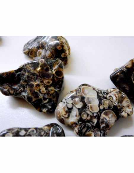 Agate aux turitelles polis Agate aux turitelles polis