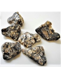 Agate aux turitelles polis