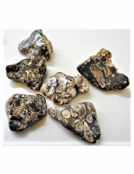 Agate aux turitelles polis Agate aux turitelles polis