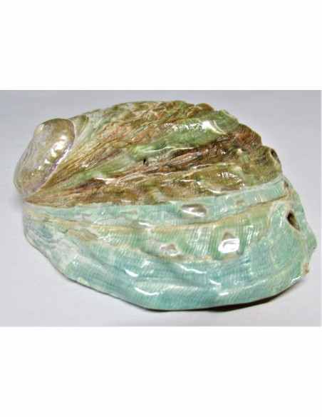 Coquillage HALIOTIS vert REFESCENS Coquillage HALIOTIS vert REFESCENS