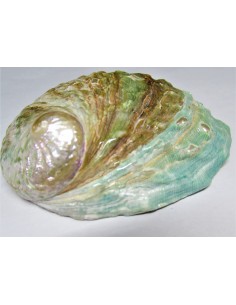 Coquillage HALIOTIS vert REFESCENS 2