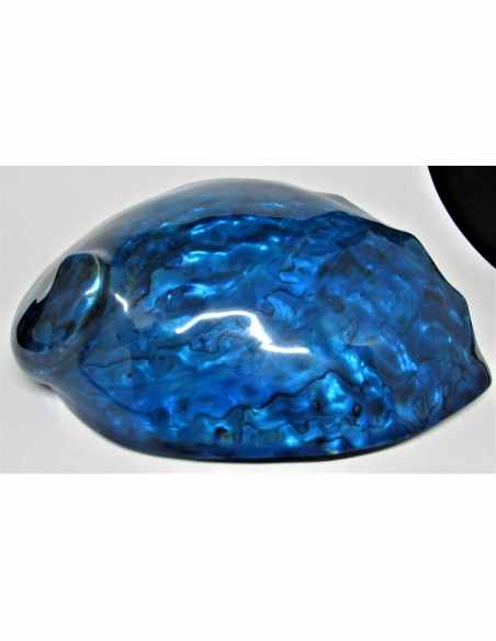 HALIOTIS corrugata bleu polie HALIOTIS corrugata bleu polie