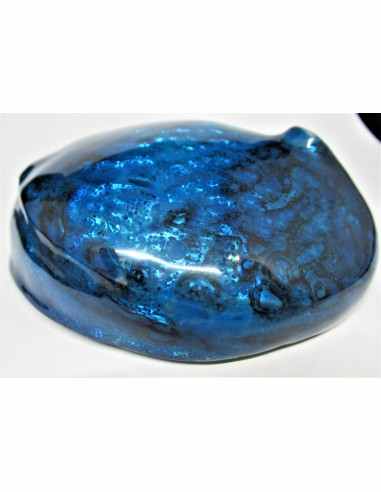 HALIOTIS corrugata bleu polie