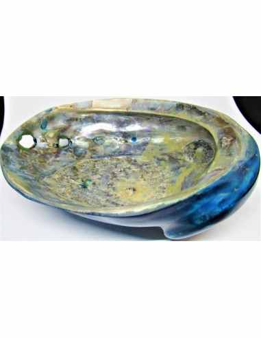 HALIOTIS corrugata bleu polie