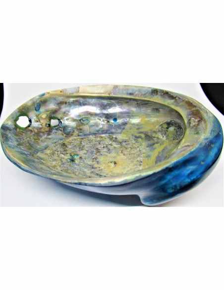 HALIOTIS corrugata bleu polie HALIOTIS corrugata bleu polie