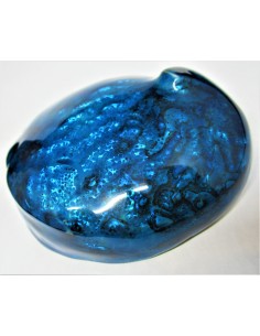 HALIOTIS corrugata bleu polie