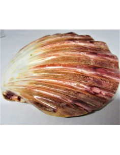 Coquillage turbo agyrostoma nacre 6cm 2