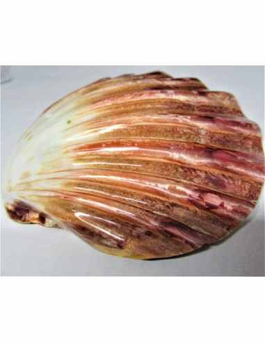 Coquillage turbo agyrostoma nacre 6cm