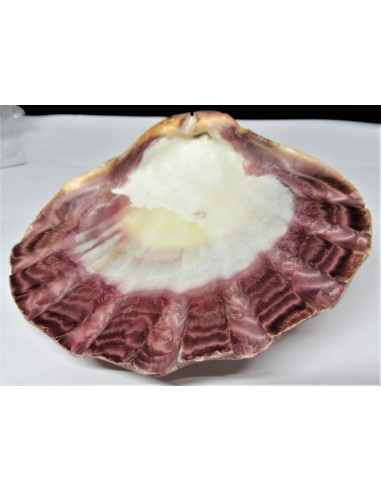 Coquillage turbo agyrostoma nacre 6cm