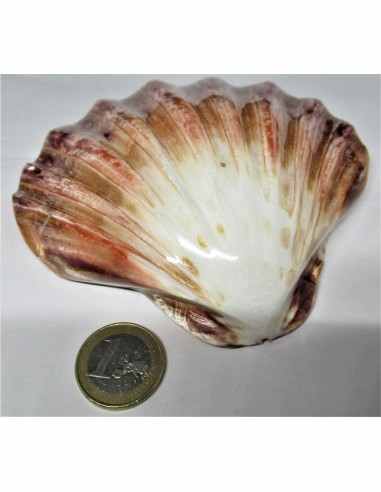 Coquillage turbo agyrostoma nacre 6cm