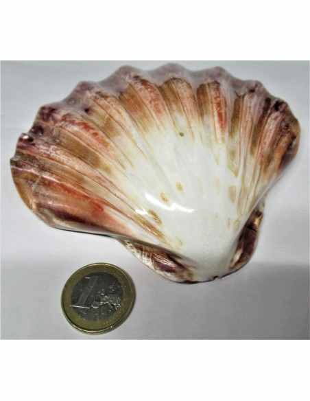Coquillage turbo agyrostoma nacre 6cm Coquillage turbo agyrostoma nacre 6cm