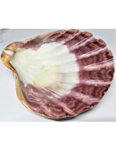Coquillage turbo agyrostoma nacre 6cm