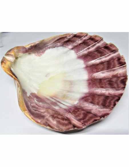 Coquillage turbo agyrostoma nacre 6cm Coquillage turbo agyrostoma nacre 6cm