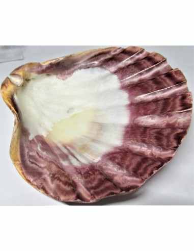 Coquillage turbo agyrostoma nacre 6cm