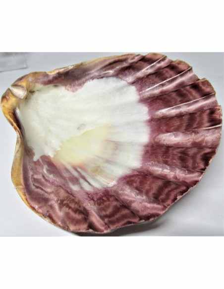 Coquillage turbo agyrostoma nacre 6cm Coquillage turbo agyrostoma nacre 6cm