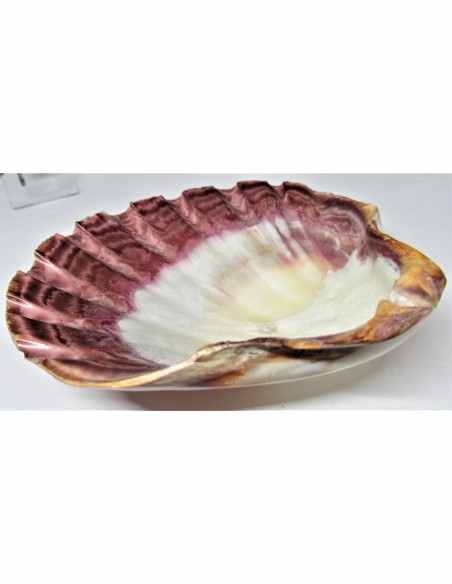 Coquillage turbo agyrostoma nacre 6cm Coquillage turbo agyrostoma nacre 6cm