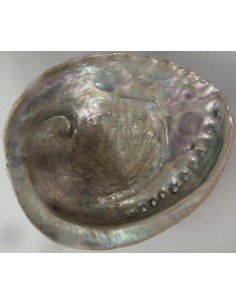 Coquillage purifier pierres