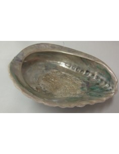 Coquillage purifier pierres 2