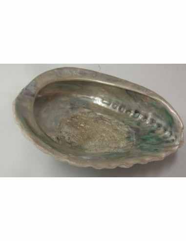 Coquillage purifier pierres