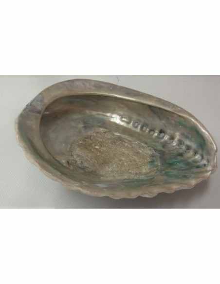 Coquillage purifier pierres