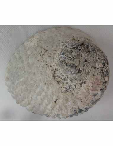 Coquillage purifier pierres