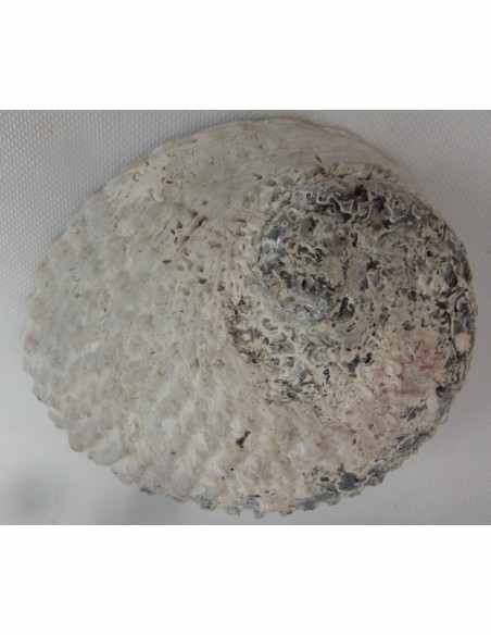 Coquillage purifier pierres