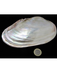 Coquillage lyropecten subnudos 11cm