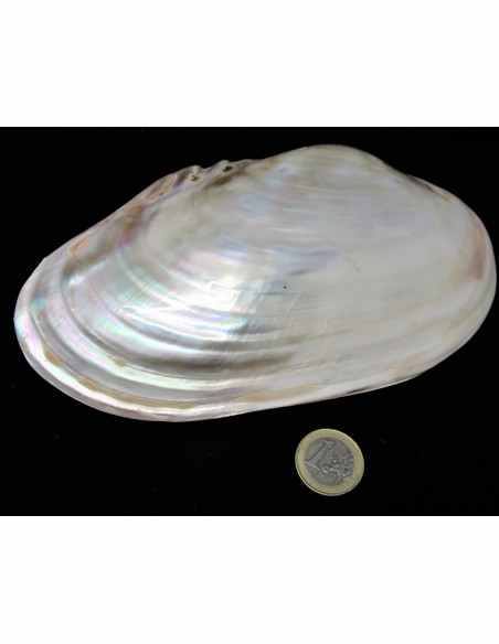 Coquillage lyropecten subnudos 11cm Coquillage lyropecten subnudos 11cm