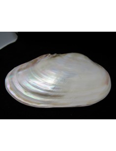 Coquillage lyropecten subnudos 11cm 2