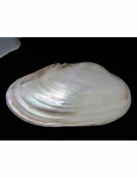 Coquillage lyropecten subnudos 11cm Coquillage lyropecten subnudos 11cm