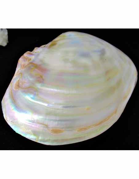 Coquillage lyropecten subnudos 11cm Coquillage lyropecten subnudos 11cm