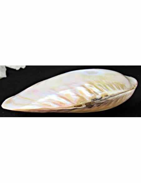 Coquillage lyropecten subnudos 11cm Coquillage lyropecten subnudos 11cm